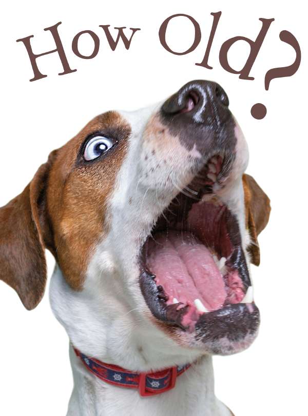 Birthday Card- How Old? - Noel TATT