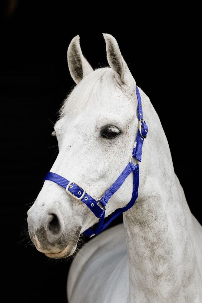 Flair Web Halter Warmblood Royal Blue