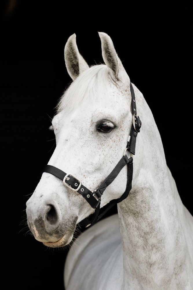 Flair Web Halter Warmblood Black