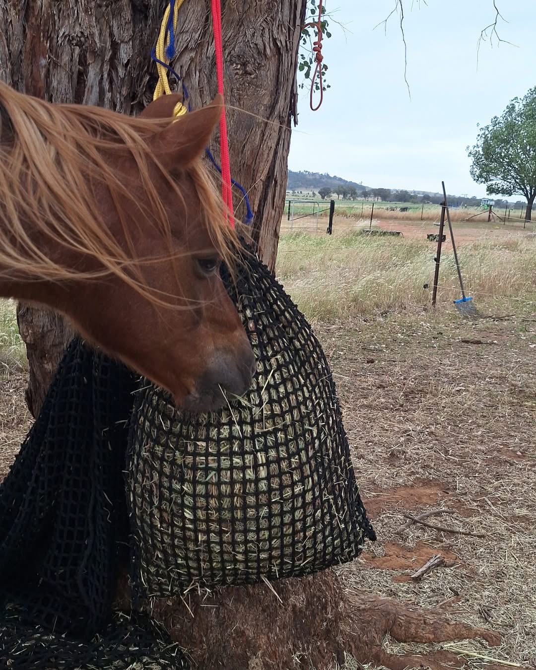 Gutzbusta Deluxe Knotted Hay Net Small 40mm Moderate