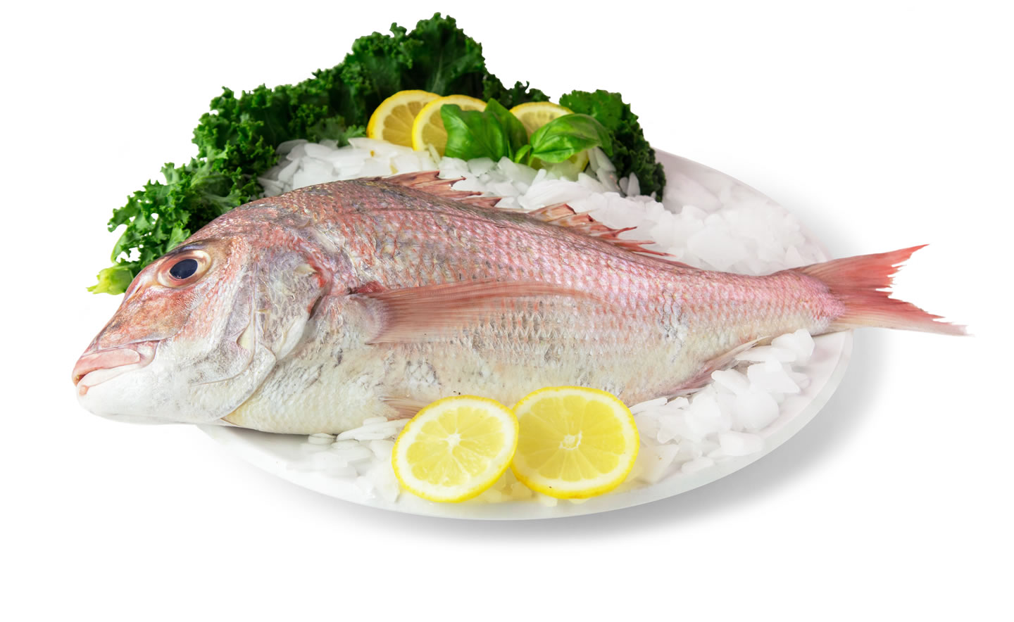 Snapper