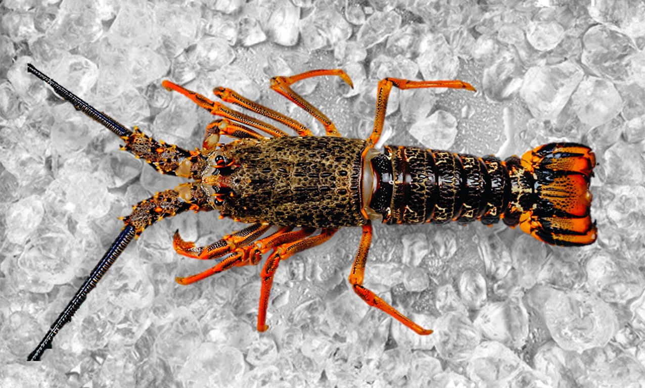 Crayfish