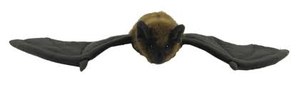 Antics Long-Tailed Bat