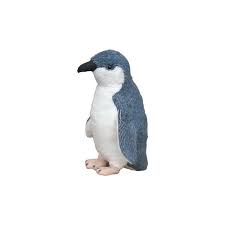 Little Blue Penguin with sound