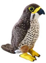 NZ Falcon sound bird