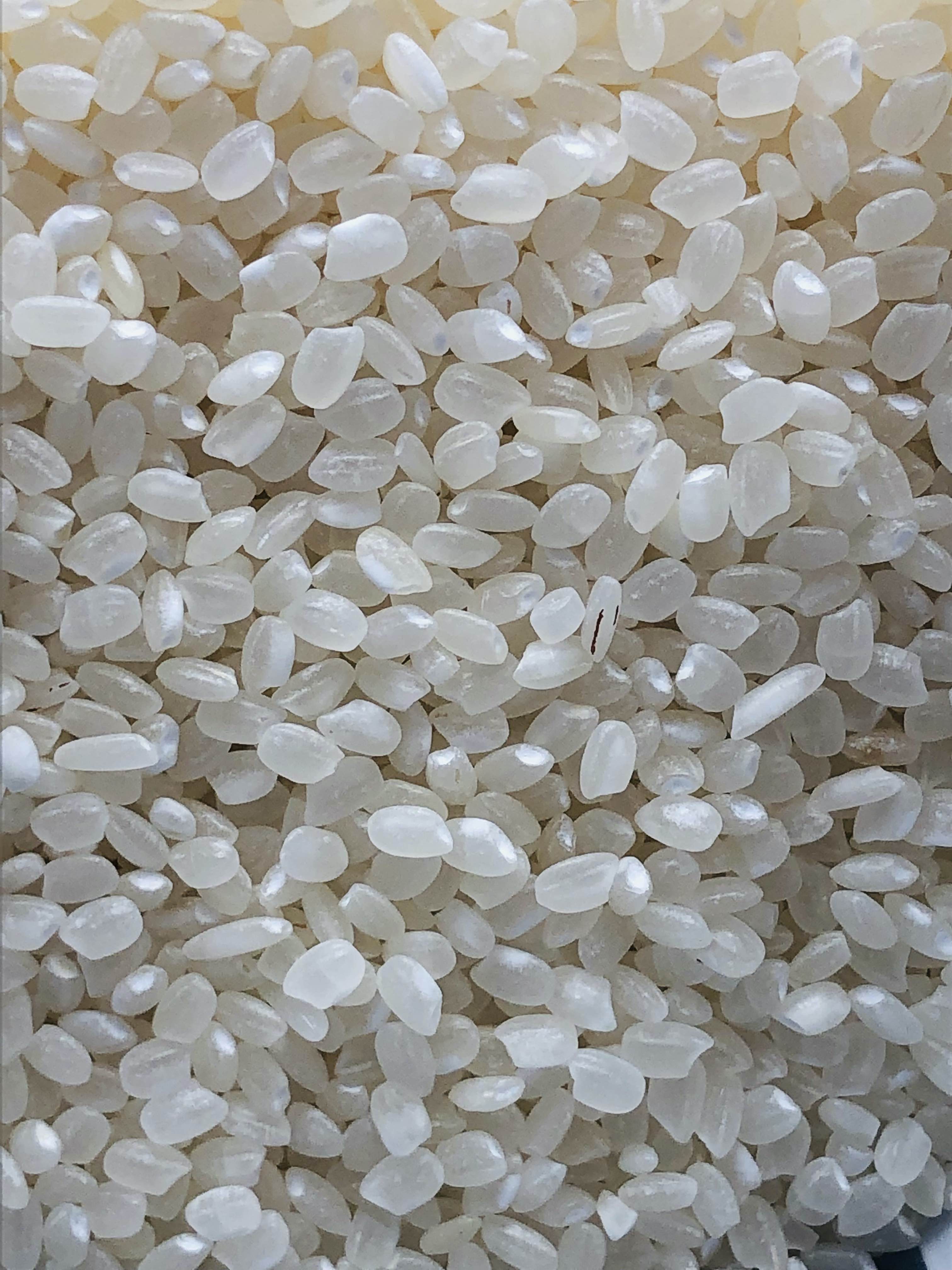 Short Grain Rice