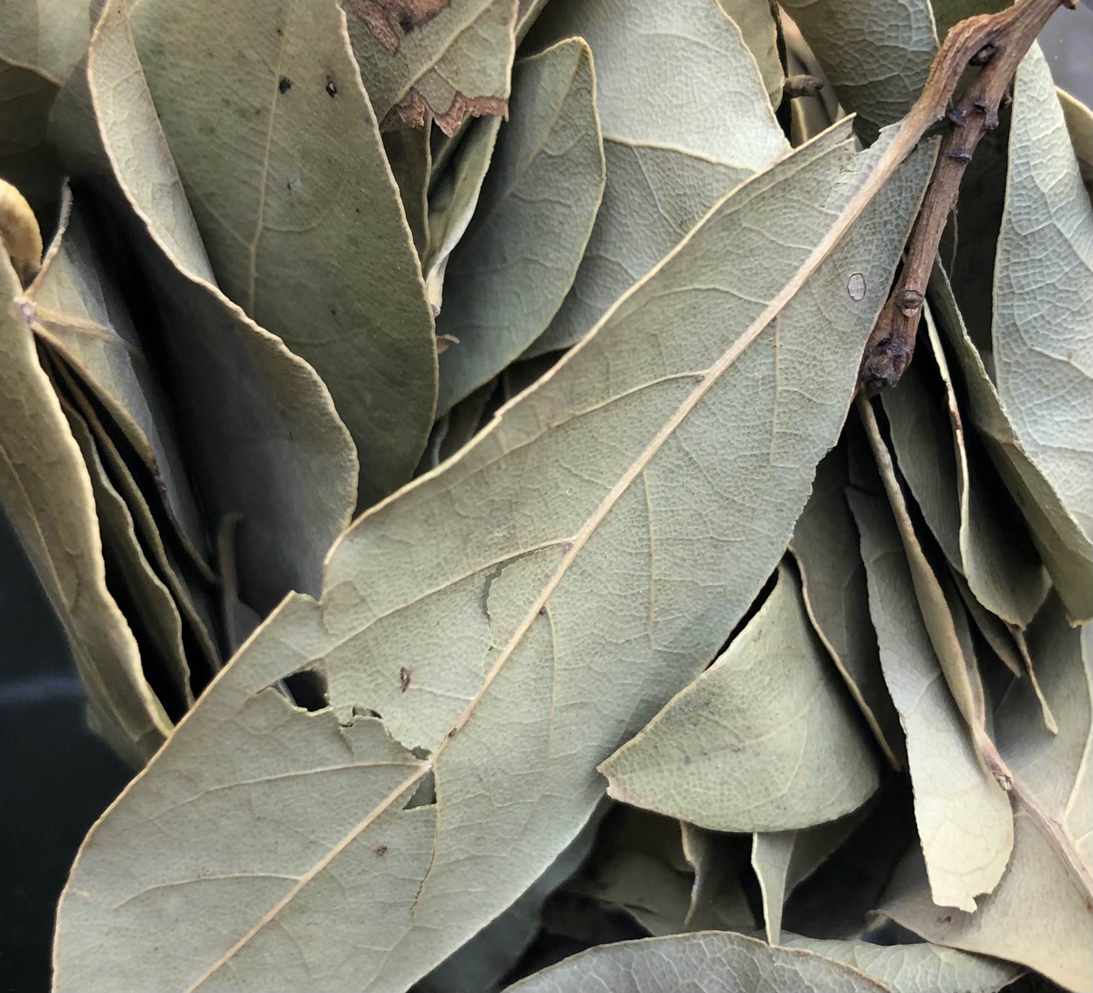 Bay Leaves