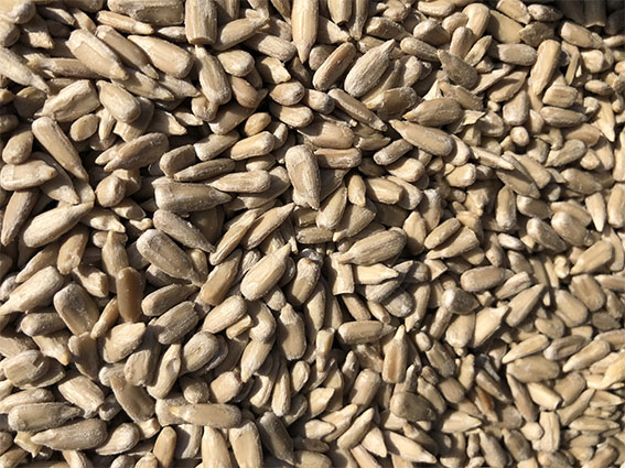 Sunflower Seeds - Organic