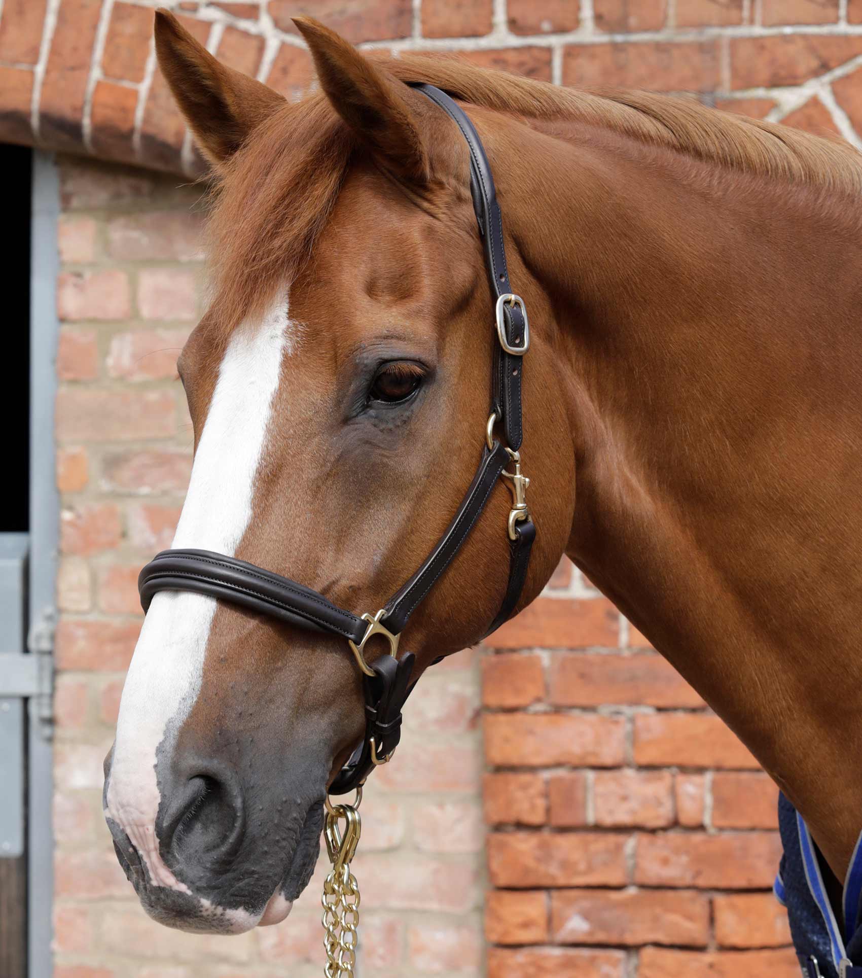 Premier Equine Padded Leather Halter Cob