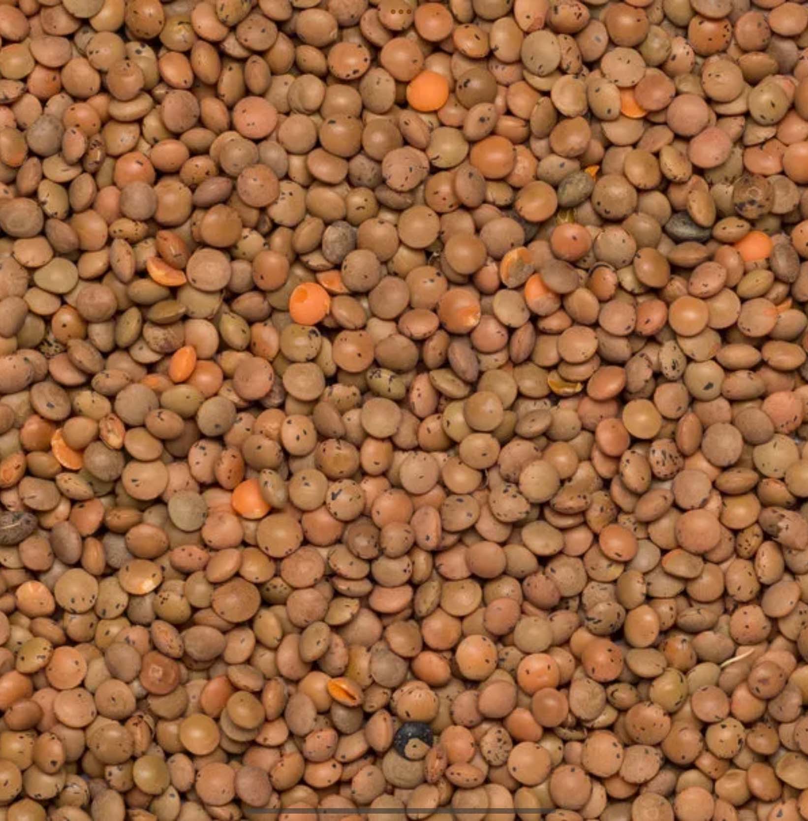 Brown Lentils