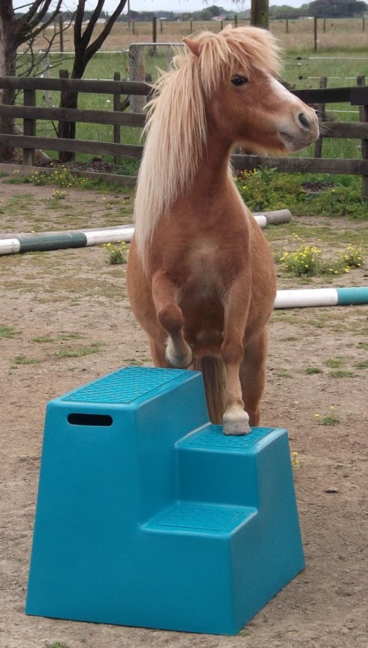 Easy Sep Mounting Block - Teal