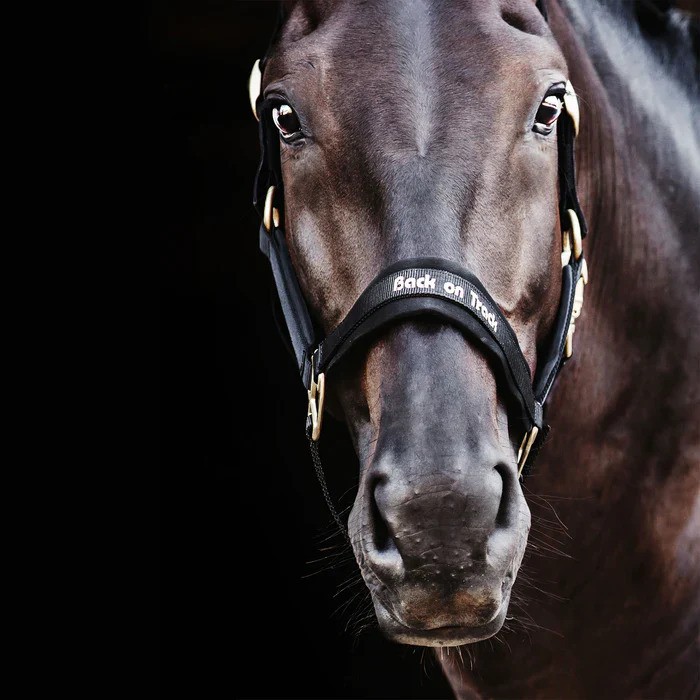 Back On Track Werano Halter Black Pony