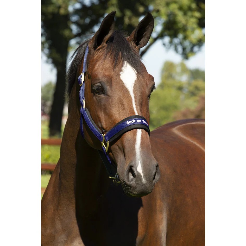 Back On Track Werano Halter Navy Cob