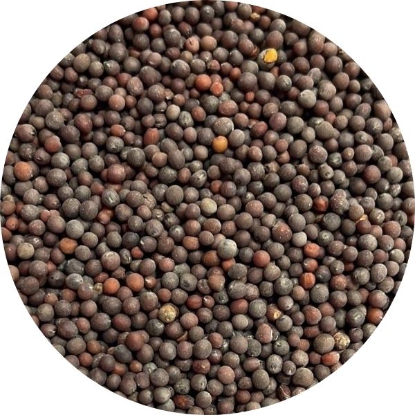 EF Mustard Seed Small 2006