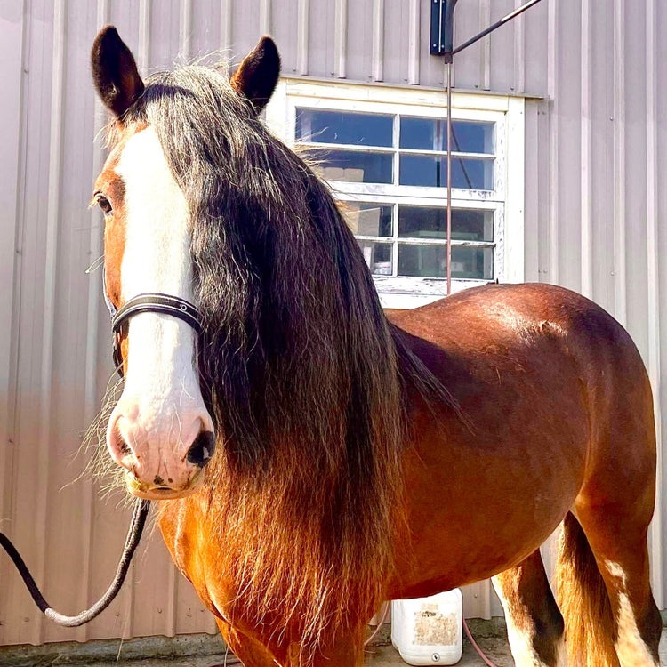 Eco Horse Detangle and Shine Spray - Candy Floss