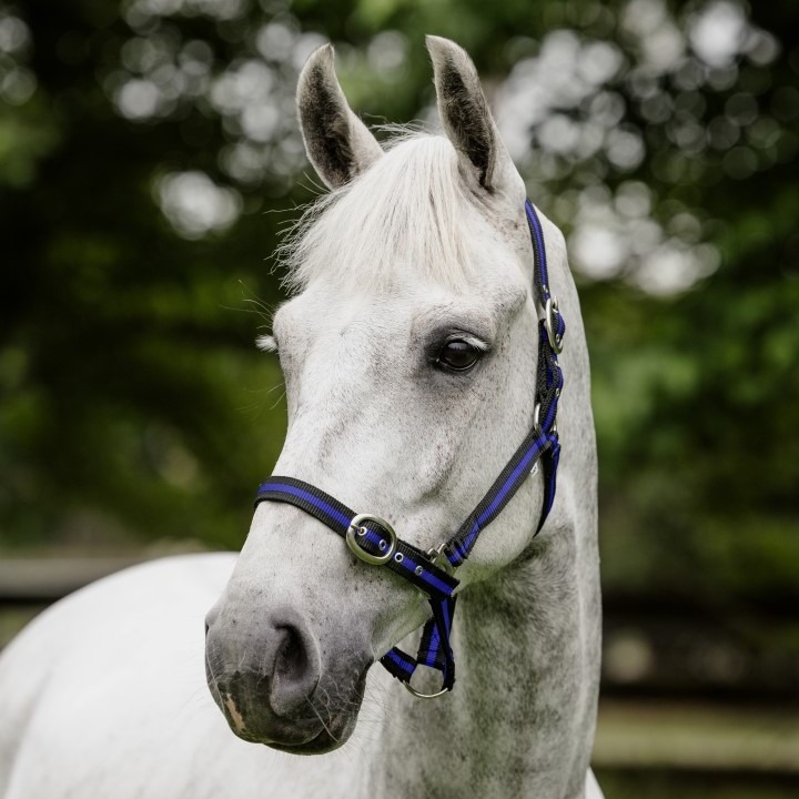 Blue Tag Halter Blue/Black Stripe - Pony