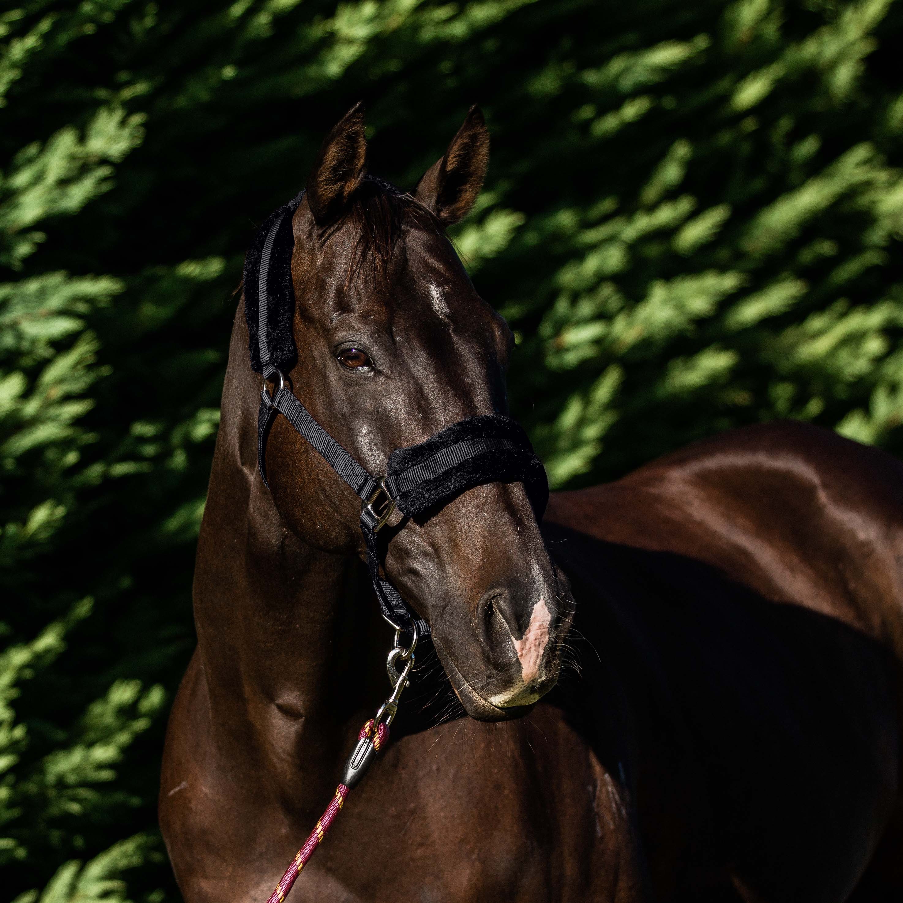 Flair Fleece Lined Halter Black Hack