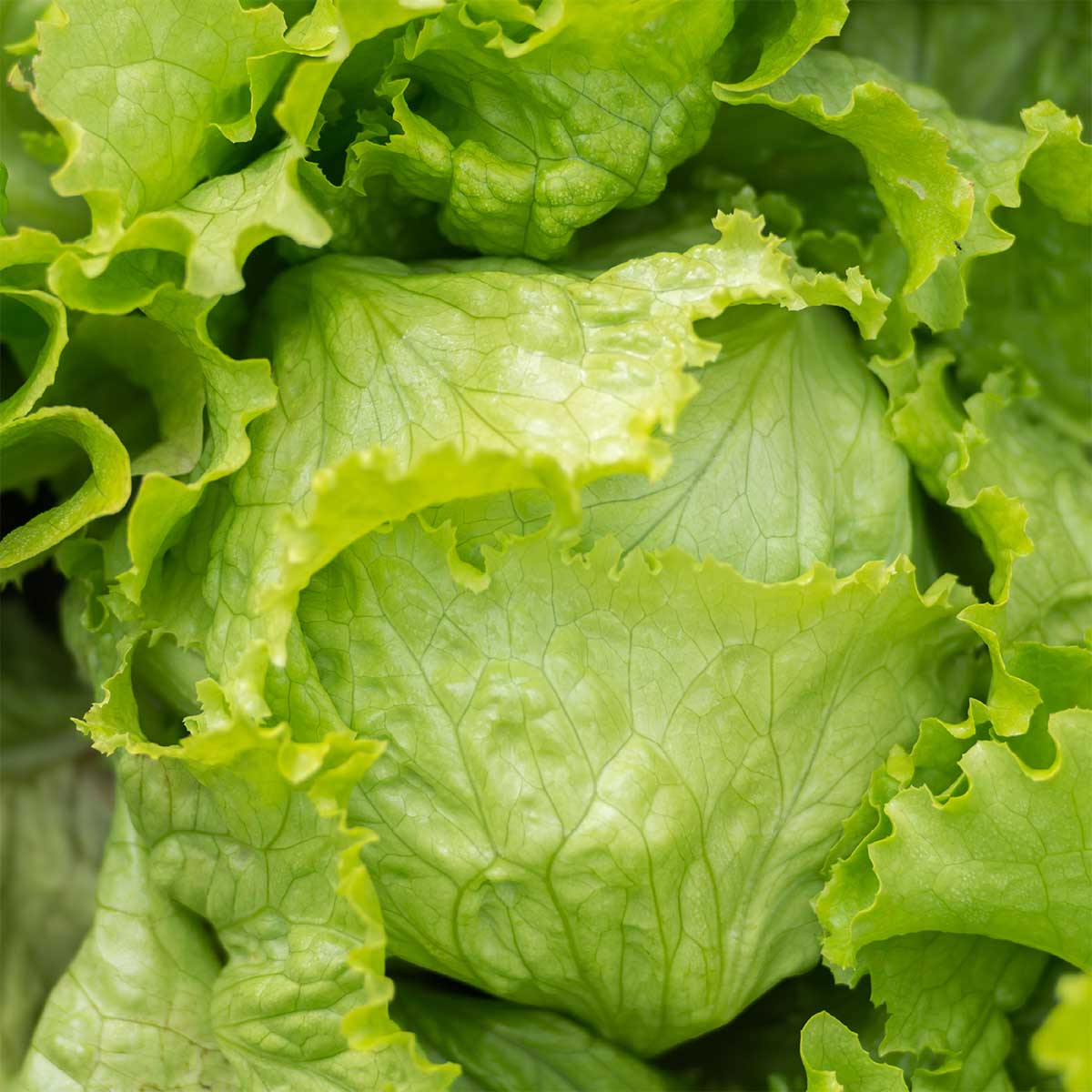 Lettuce ICEBERG