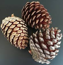 Pinecone BAG