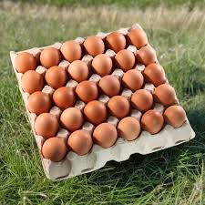 Eggs Tray