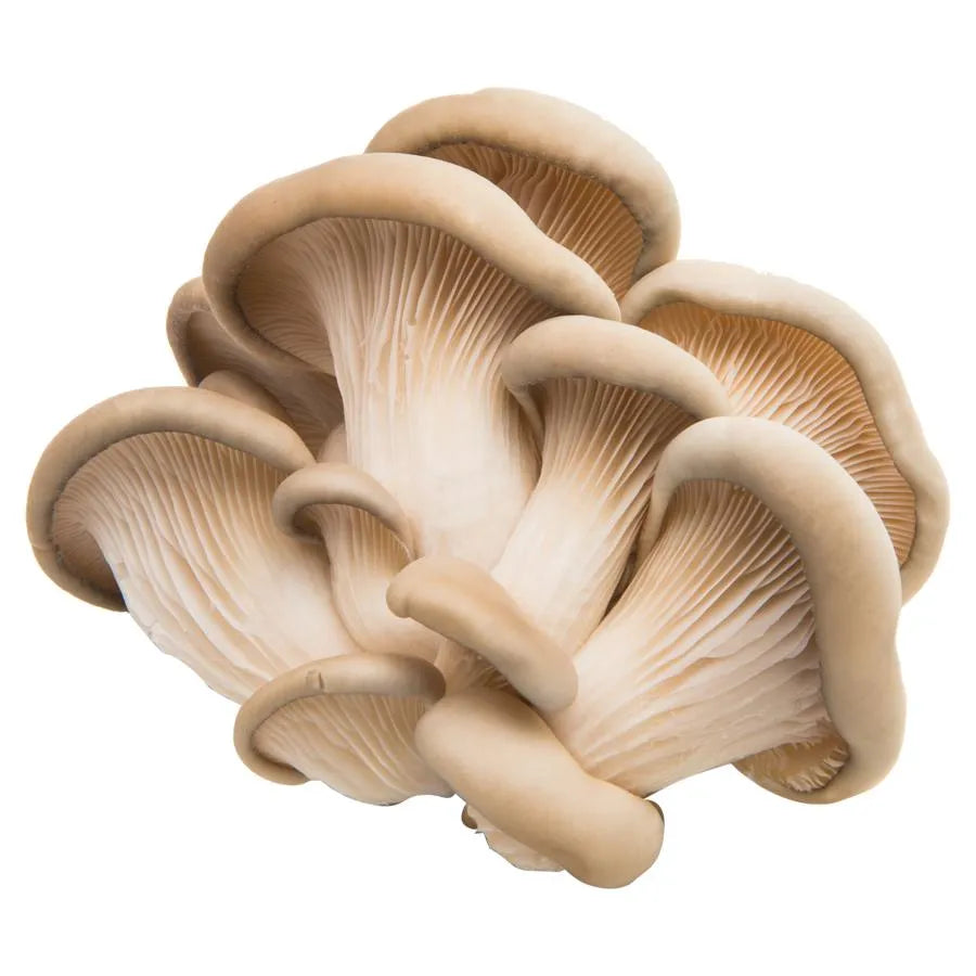 OYSTER MUSHROOMS