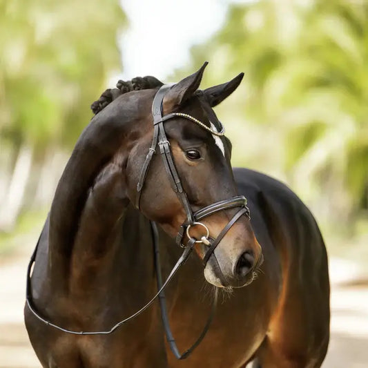 Lumiere Bridle Crystal Browband Black Cob