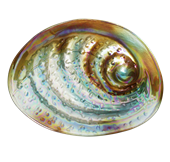 Paua Bowl - Medium