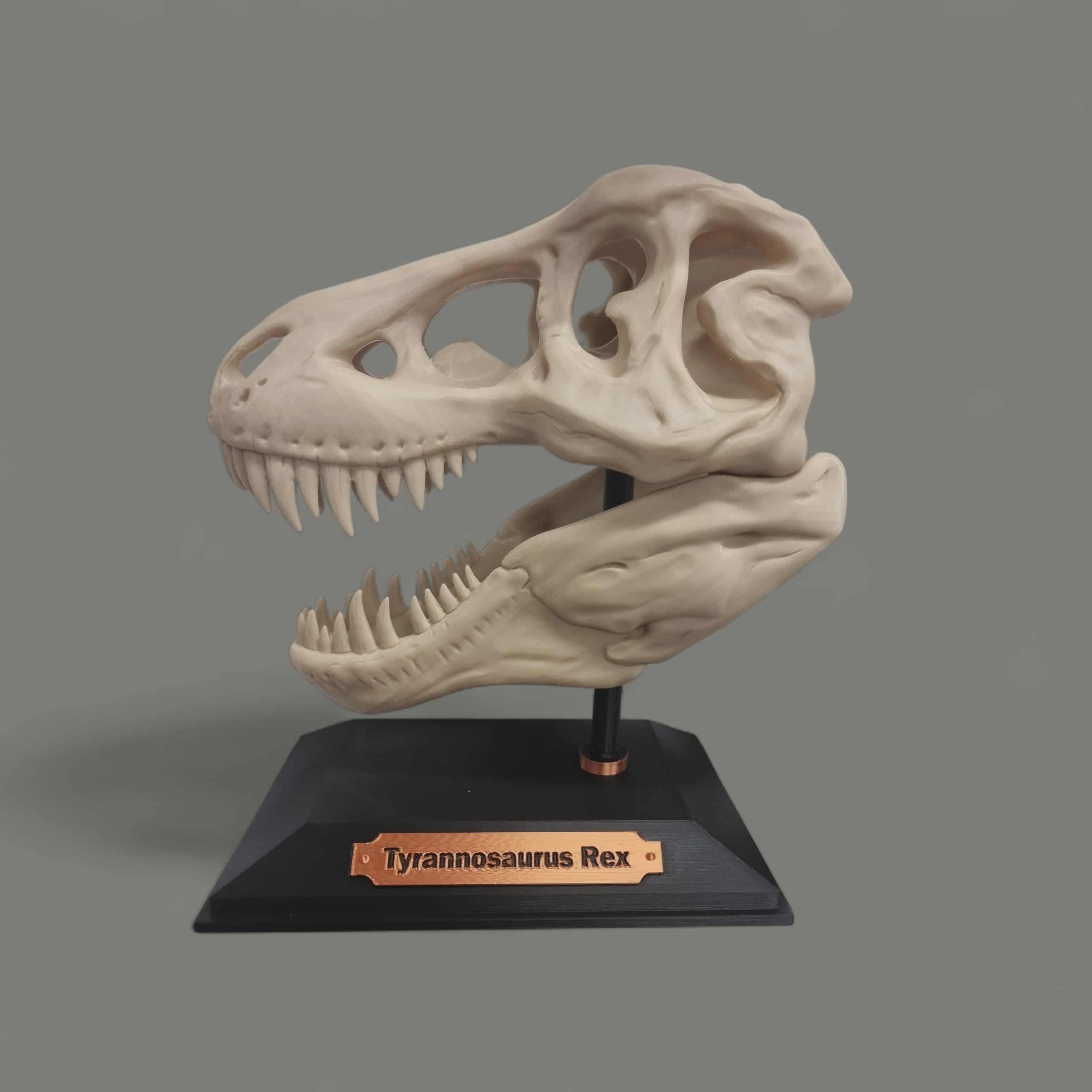 T-Rex skull on stand