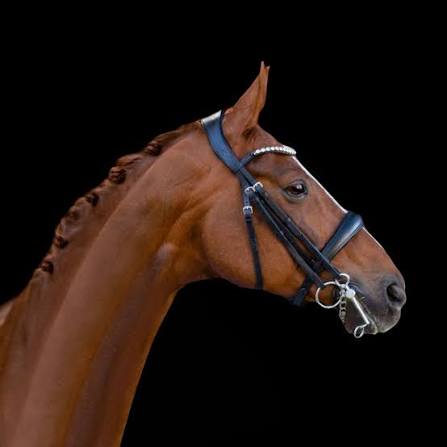 Lumiere Lumi Pony Abigail Bridle Black Pony